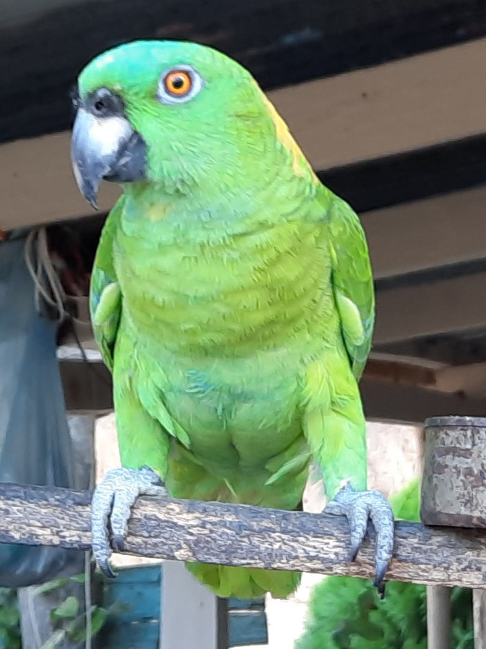 Pajaro (Nicaragua 2022 Jour 3)