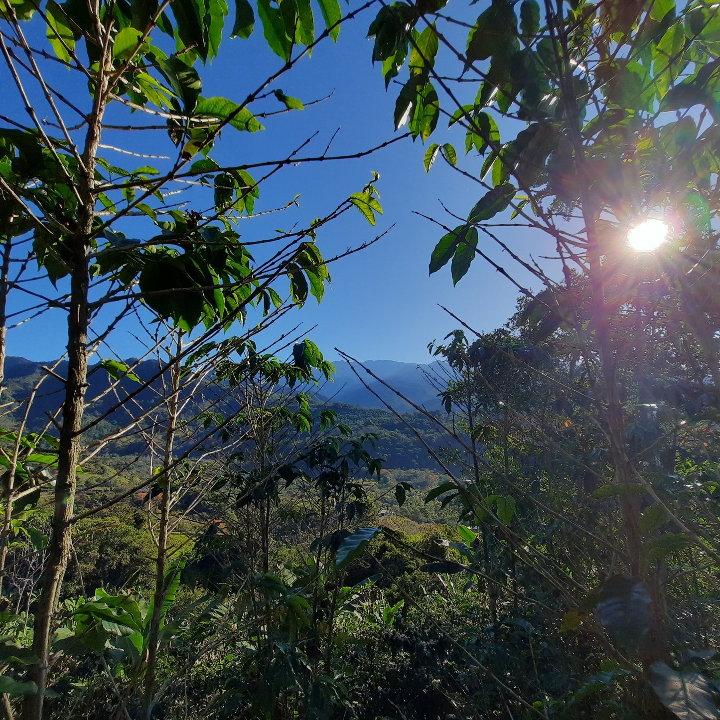 Canto Del Rio (5β) π