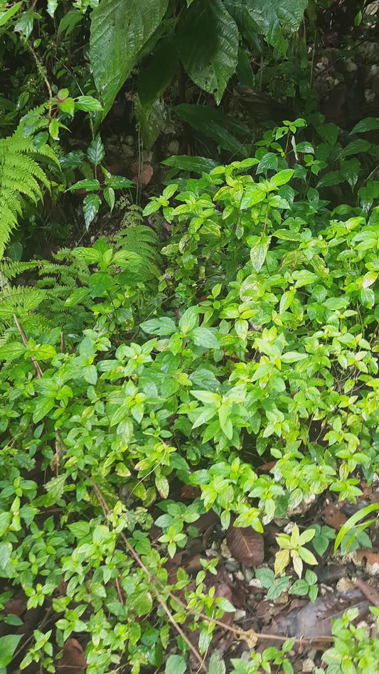 find the butterfly